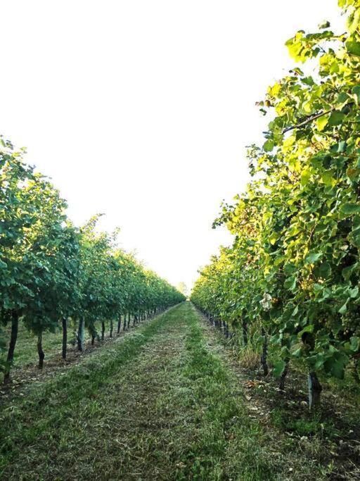Relax Nelle Colline Del Prosecco Daire Pederobba Dış mekan fotoğraf